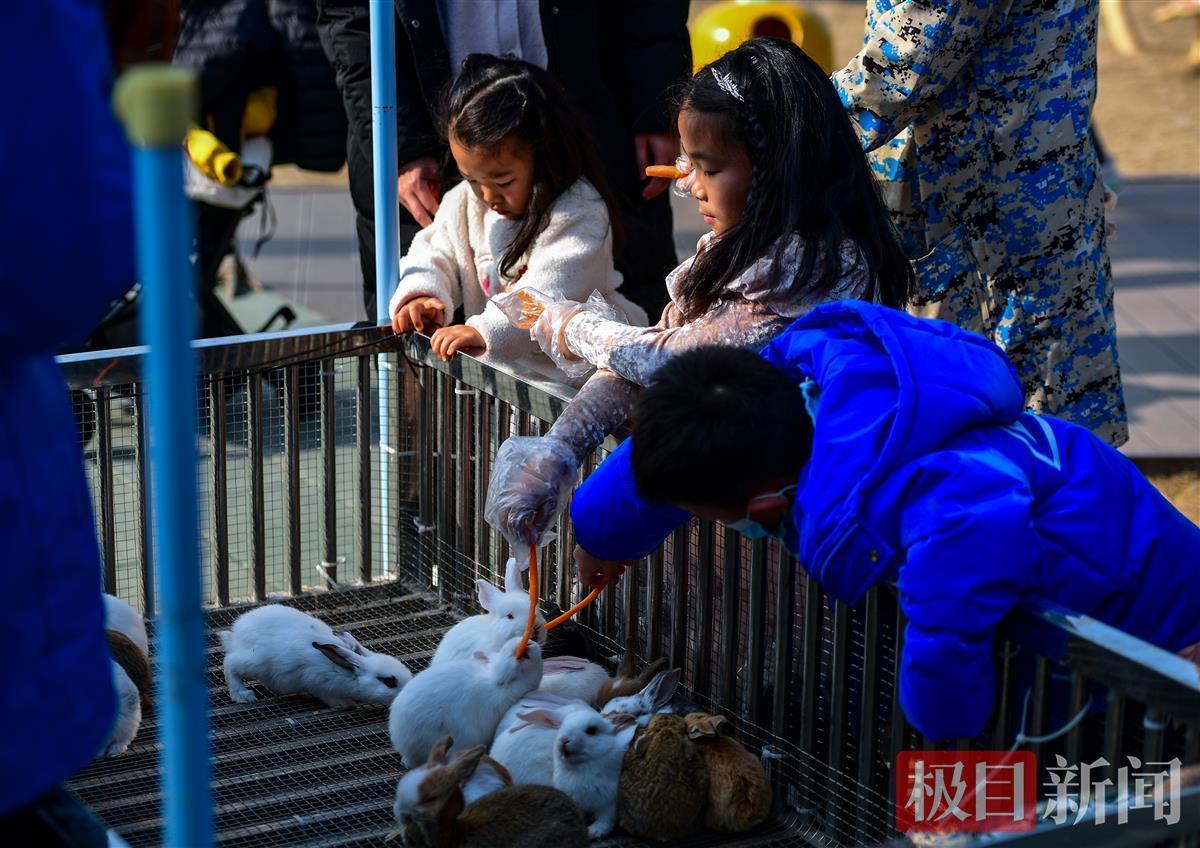 神兽羊驼萌宠互动乐园，探索人与自然的和谐乐章