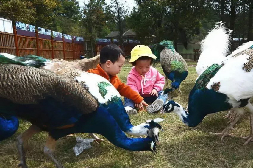 模型萌宠乐园下载手机版，体验科技与萌宠的完美结合