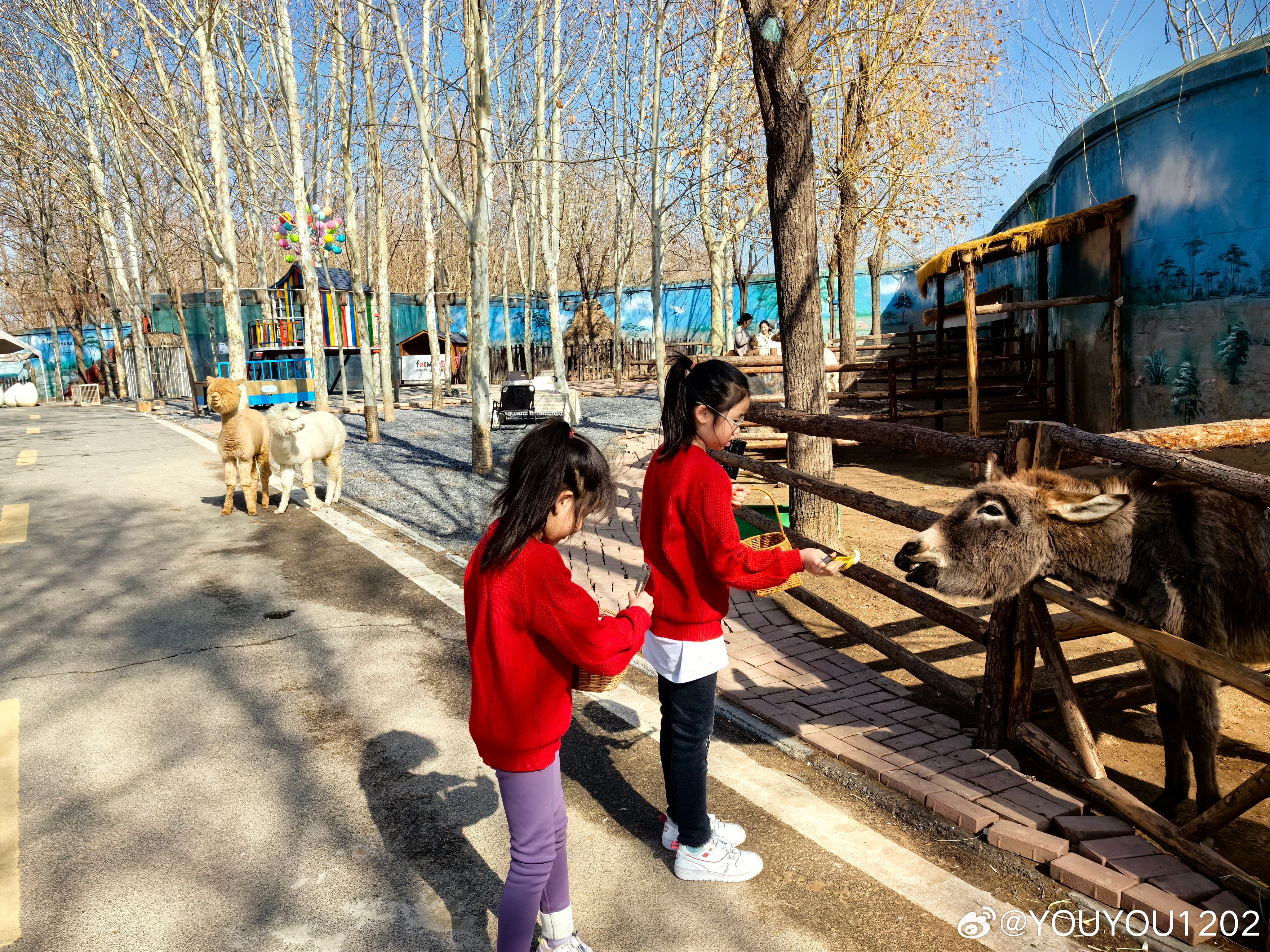 深圳萌宠乐园门票团购攻略，开启你的宠物探险之旅