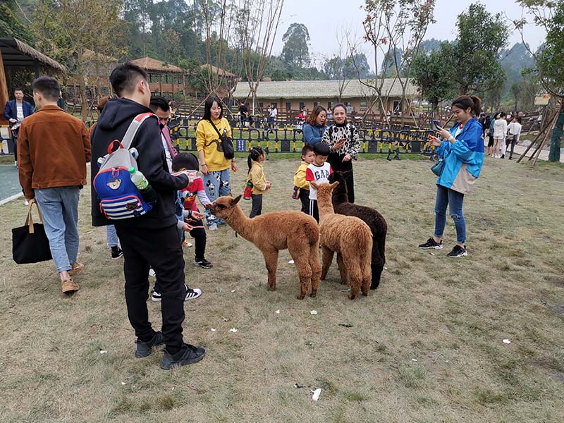 金海萌宠乐园打卡攻略，探寻最佳地点，尽享萌宠乐园之旅