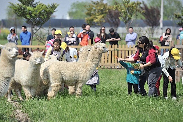 岳西萌宠乐园团购电话，探索乐园与团购的完美结合