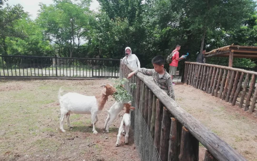 山东浮龙湖萌宠乐园，门票背后的欢乐世界