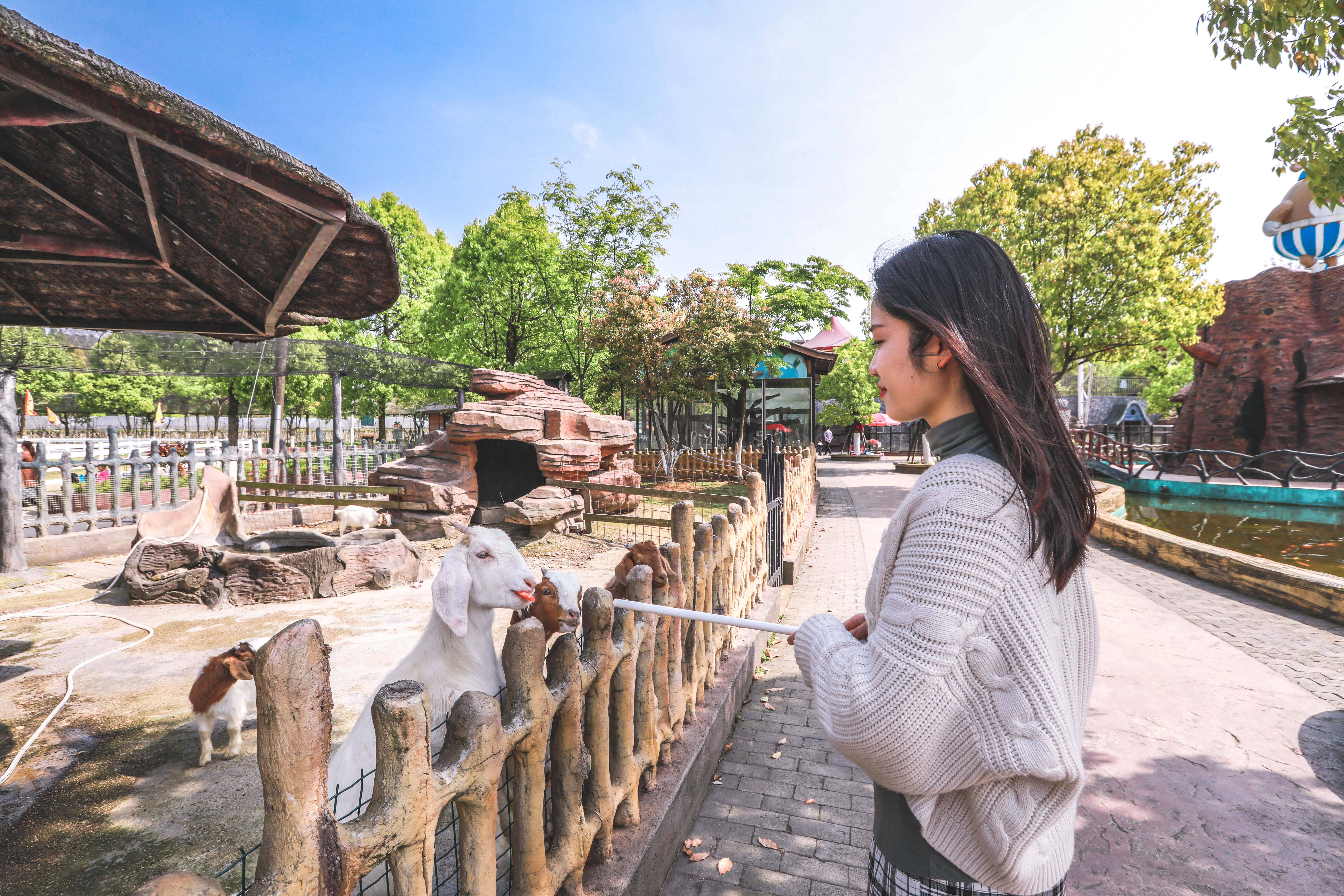 福州萌宠乐园与上海旅游攻略，一站式体验指南