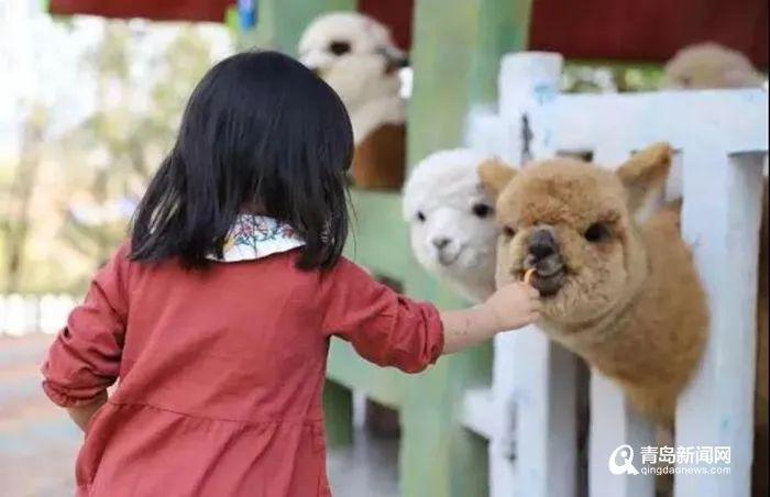 威海萌宠乐园项目表，构建人与动物和谐共生的乐园