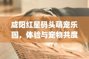 咸阳红星码头萌宠乐园，体验与宠物共度的快乐时光