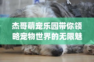 杰哥萌宠乐园带你领略宠物世界的无限魅力