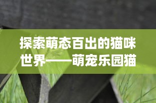 探索萌态百出的猫咪世界——萌宠乐园猫咪视频大全播放