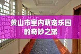 黄山市室内萌宠乐园的奇妙之旅