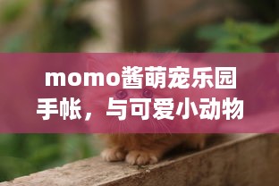 momo酱萌宠乐园手帐，与可爱小动物共享的治愈时光