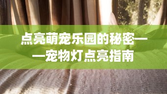 点亮萌宠乐园的秘密——宠物灯点亮指南