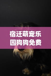 宿迁萌宠乐园狗狗免费吗？