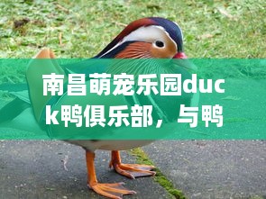 南昌萌宠乐园duck鸭俱乐部，与鸭子共舞的奇幻旅程