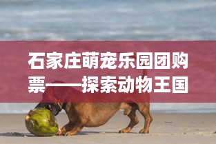 石家庄萌宠乐园团购票——探索动物王国的奇妙之旅