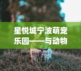 星悦城宁波萌宠乐园——与动物的亲密接触，感受大自然的魅力