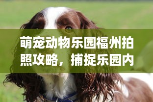 萌宠动物乐园福州拍照攻略，捕捉乐园内的萌趣瞬间