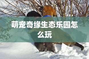 萌宠奇缘生态乐园怎么玩