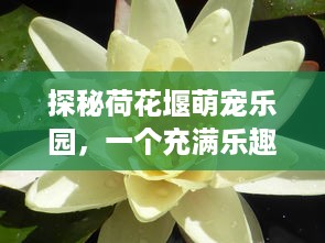 探秘荷花堰萌宠乐园，一个充满乐趣与惊喜的绿色空间