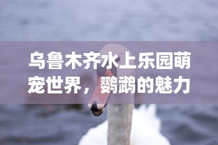 乌鲁木齐水上乐园萌宠世界，鹦鹉的魅力之旅